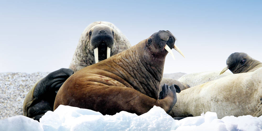 Zeezoogdieren op het ijs in poolgebied