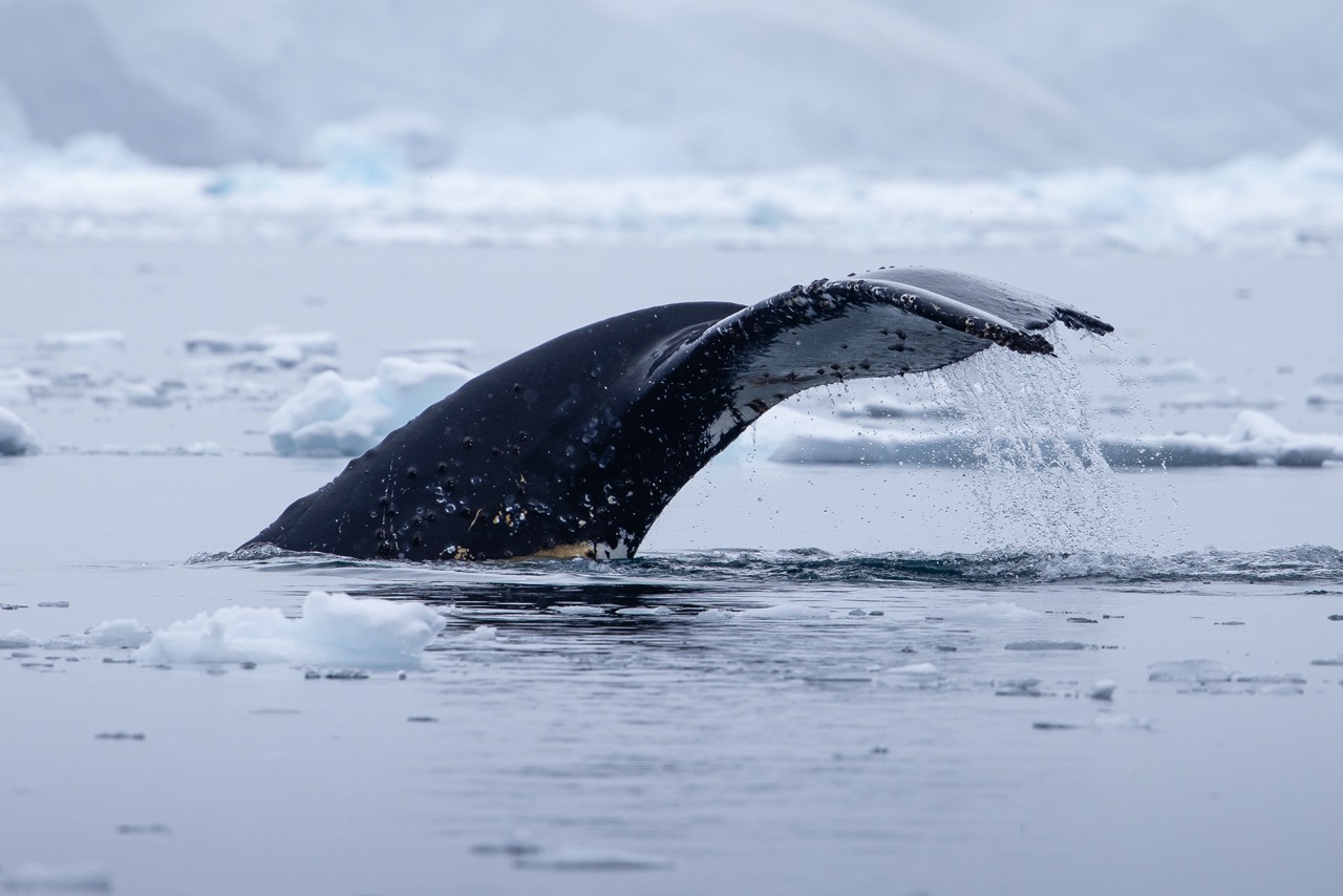Bultrug in Paradise Bay, Antarctica