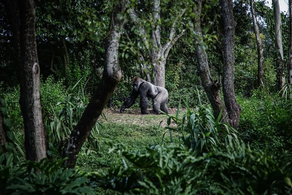 Westelijke laaglandgorilla in het Lesio Louna-reservaat